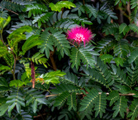 CH260204_CostaRica-SanJose-060