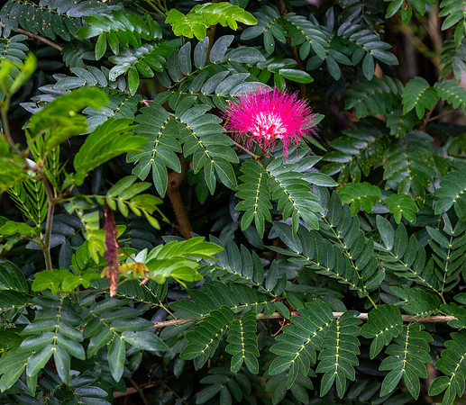 CH260204_CostaRica-SanJose-060