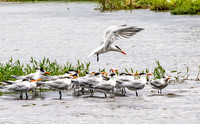 CH260205_CostaRica-Tortuguera-025