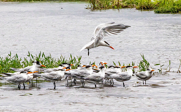 CH260205_CostaRica-Tortuguera-025