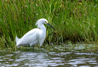 CH260205_CostaRica-Tortuguera-031