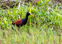 CH260205_CostaRica-Tortuguera-033