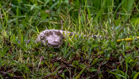 CH260205_CostaRica-Tortuguera-037