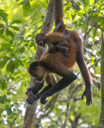 CH260205_CostaRica-Tortuguera-045
