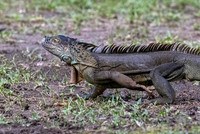 CH260205_CostaRica-Tortuguera-048