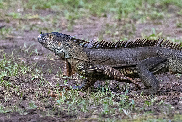 CH260205_CostaRica-Tortuguera-048