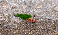 CH260205_CostaRica-Tortuguera-057-Edit