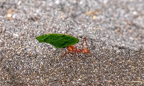 CH260205_CostaRica-Tortuguera-057-Edit