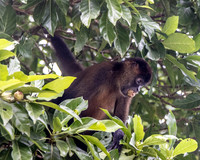 CH260206_CostaRica-Tortuguera-015
