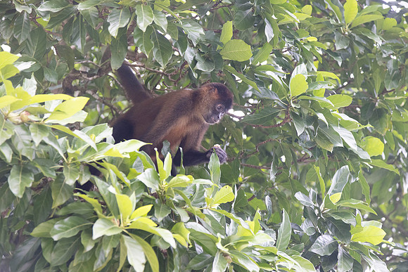 CH260206_CostaRica-Tortuguera-018