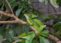 CH260206_CostaRica-Tortuguera-022