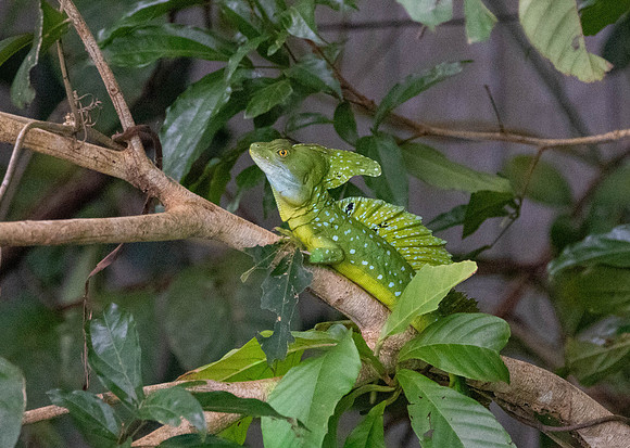 CH260206_CostaRica-Tortuguera-022