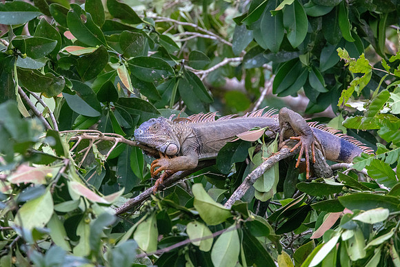 CH260206_CostaRica-Tortuguera-025