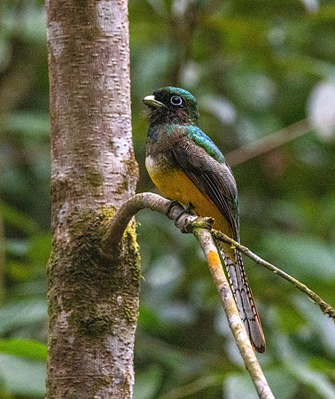 CH260206_CostaRica-Tortuguera-036