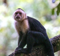 CH260206_CostaRica-Tortuguera-052