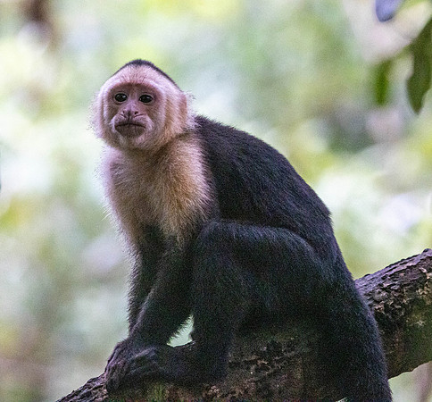 CH260206_CostaRica-Tortuguera-052