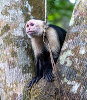 CH260206_CostaRica-Tortuguera-063