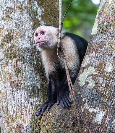 CH260206_CostaRica-Tortuguera-063