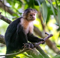 CH260206_CostaRica-Tortuguera-070
