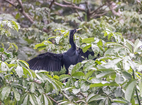 CH260206_CostaRica-Tortuguera-098