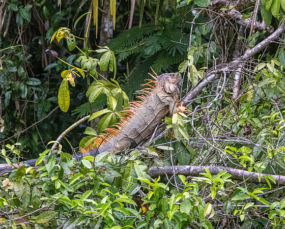 CH260206_CostaRica-Tortuguera-101