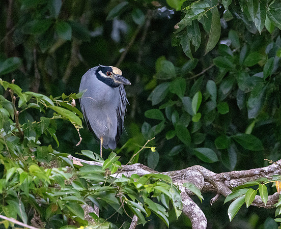 CH260206_CostaRica-Tortuguera-107