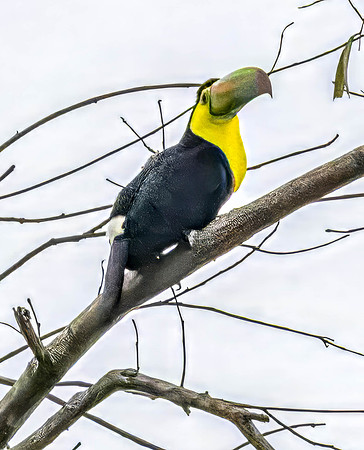 CH260206_CostaRica-Tortuguera-110-Edit