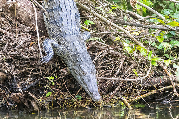 CH260206_CostaRica-Tortuguera-123