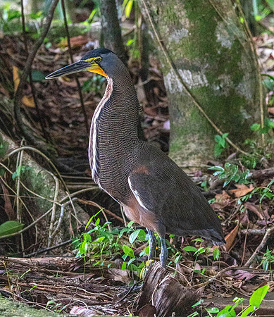 CH260206_CostaRica-Tortuguera-143