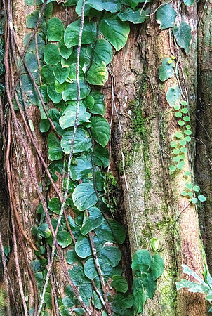 CH260206_CostaRica-Tortuguera-129