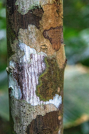 CH260206_CostaRica-Tortuguera-144
