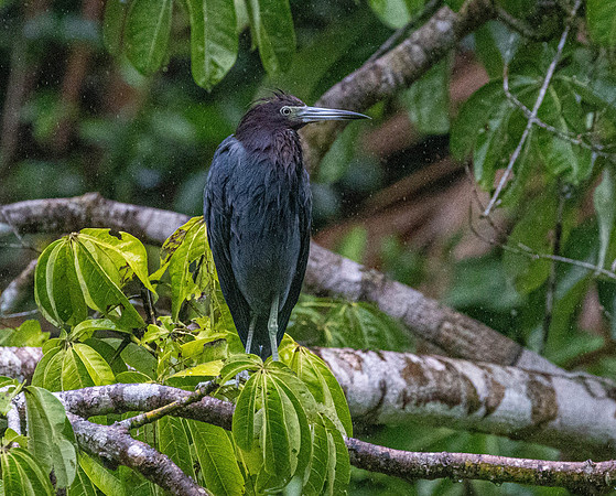 CH260206_CostaRica-Tortuguera-405
