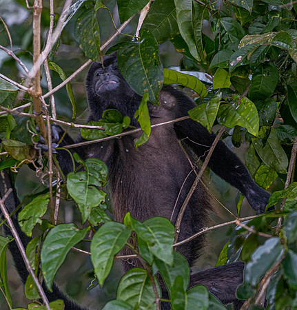 CH260207_CostaRica-Tortuguera-387