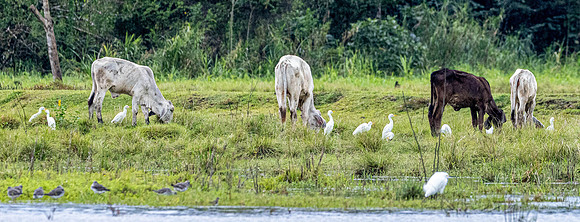 CH260207_CostaRica-Tortuguera-394