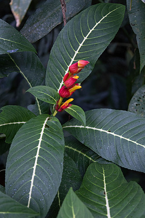 CH260207_CostaRica-SelvaVerde-002