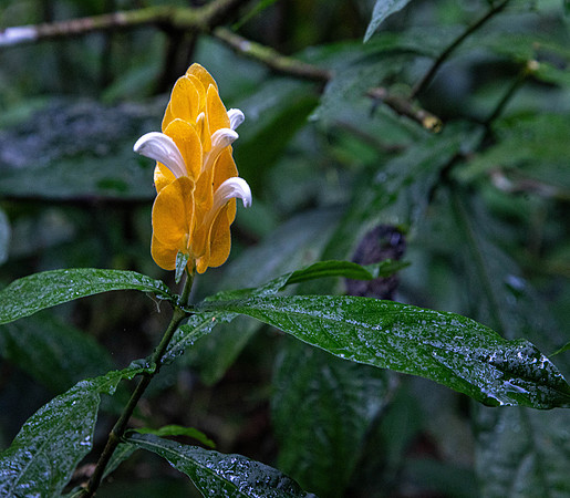 CH260207_CostaRica-SelvaVerde-007