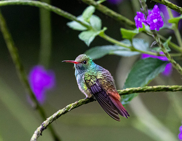 CH260207_CostaRica-SelvaVerde-015