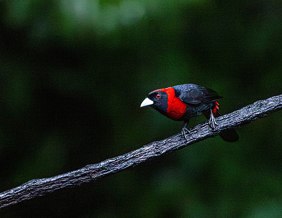 CH260208_CostaRica-SelvaVerde-012