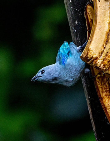 CH260208_CostaRica-SelvaVerde-018