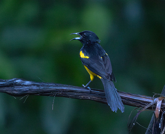 CH260208_CostaRica-SelvaVerde-023