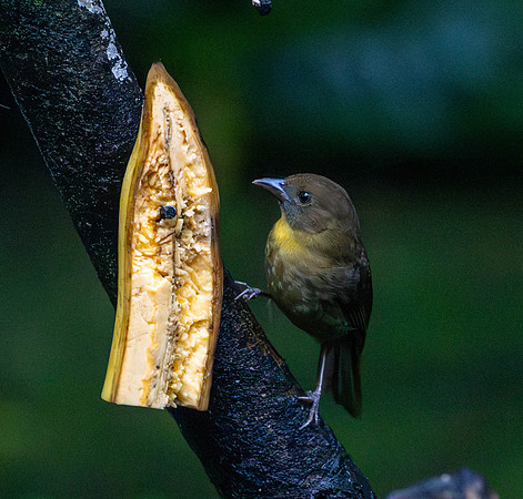 CH260208_CostaRica-SelvaVerde-035