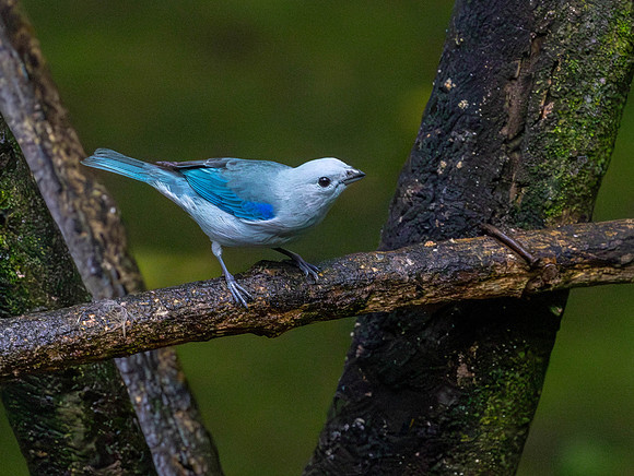 CH260208_CostaRica-SelvaVerde-040