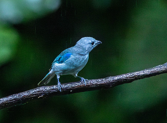 CH260208_CostaRica-SelvaVerde-048