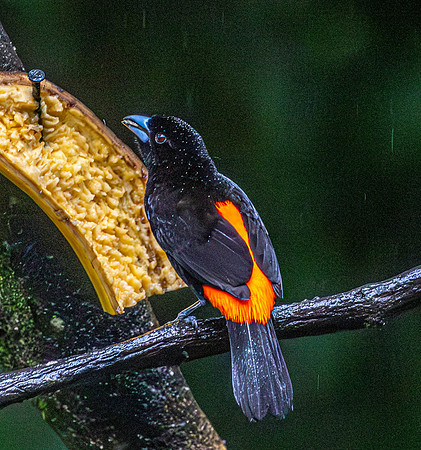 CH260208_CostaRica-SelvaVerde-051