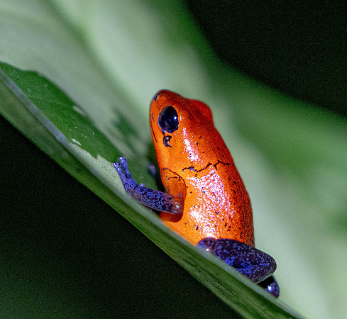 CH260208_CostaRica-SelvaVerde-130