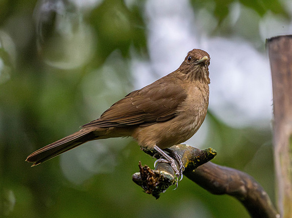 CH260209_CostaRica-SelvaVerde-013