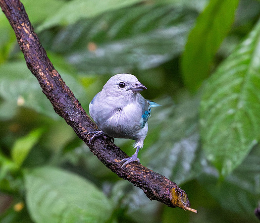 CH260209_CostaRica-SelvaVerde-016