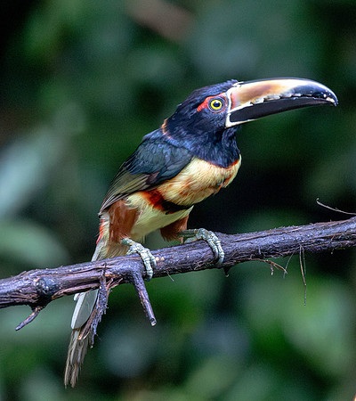 CH260209_CostaRica-SelvaVerde-026
