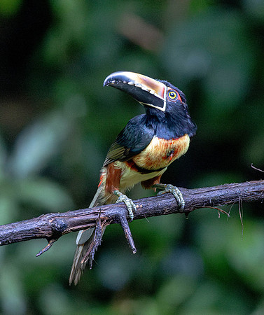 CH260209_CostaRica-SelvaVerde-027