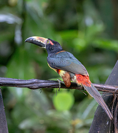 CH260209_CostaRica-SelvaVerde-028